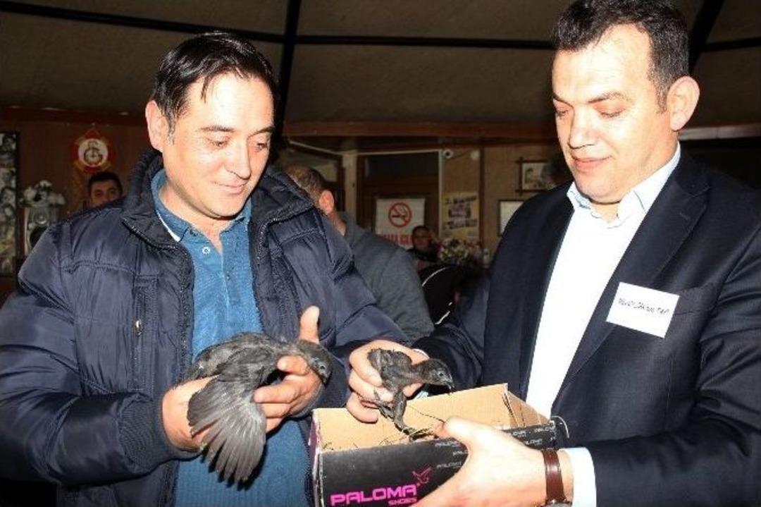 Araba Fiyatına Tavuk