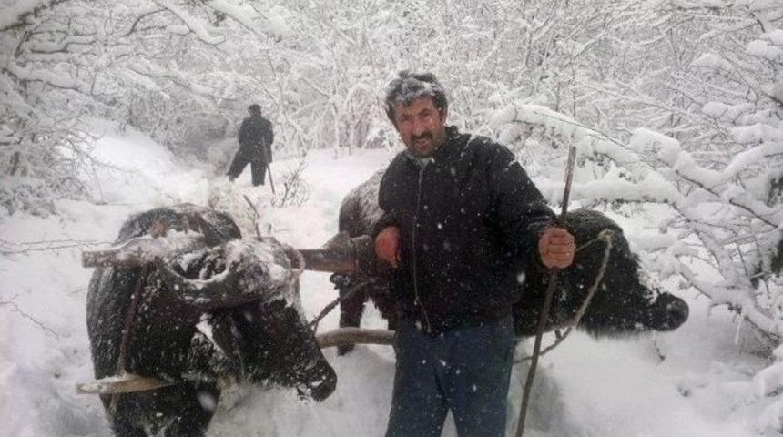 Kar Yolları Kapatınca, İşlerini Kağnılar İle G&ouml;r&uuml;yorlar