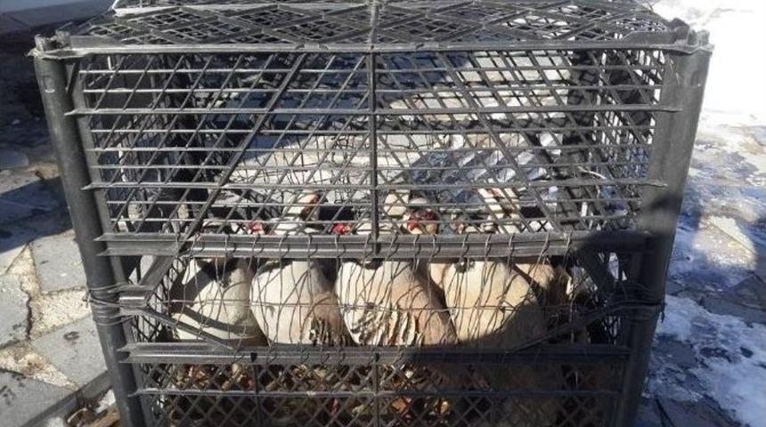 Van&rsquo;da Keklik Operasyonu