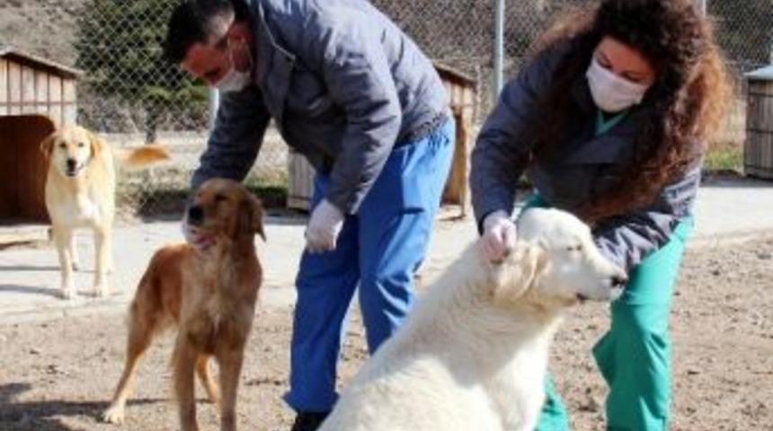 Saf Kan K&ouml;pekler Sahiplenilmeyi Bekliyor