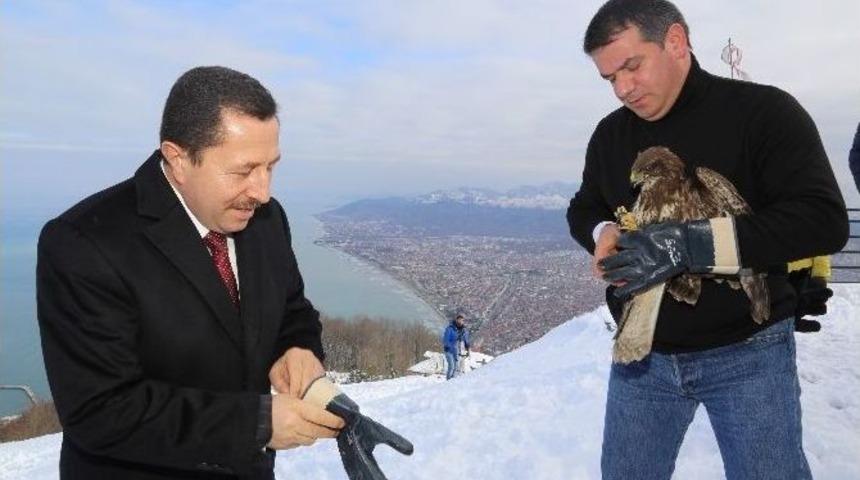 Yaralı Şahinler Tedavinin Ardından Doğaya Kavuştu