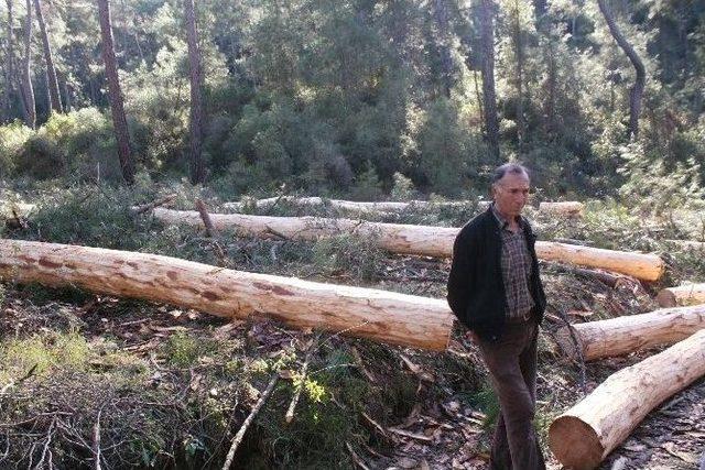 (özel Haber) Ağaç Kesimi Köylüyü Ayağa Kaldırdı