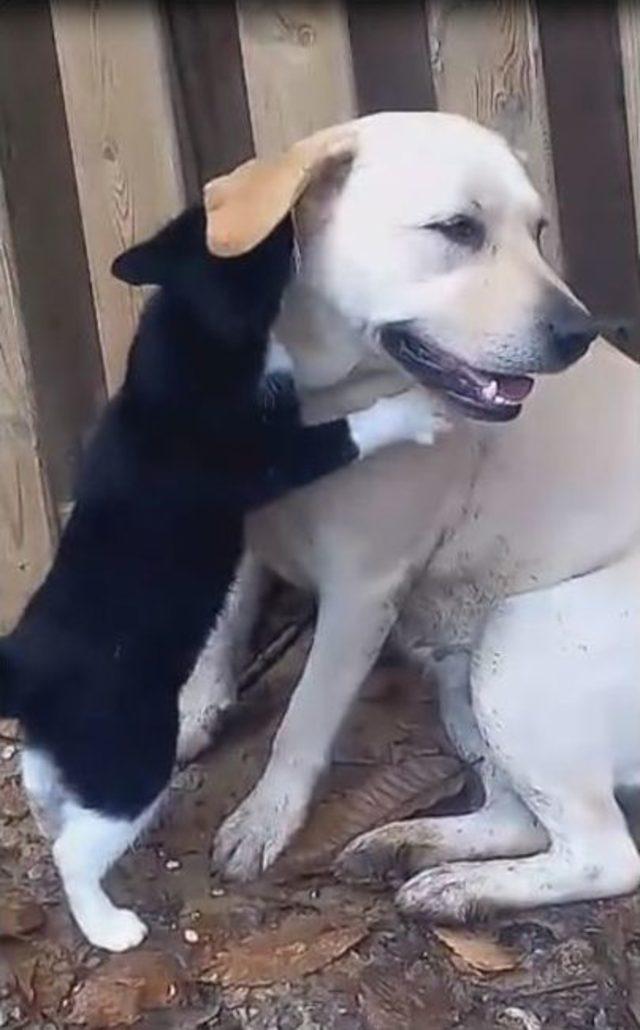 Kedi Ve Köpeğin Şaşırtan Dostluğu