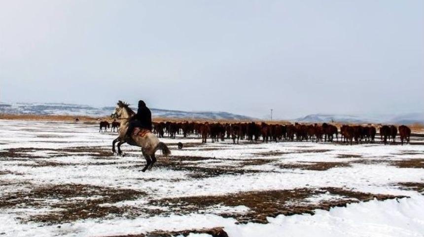 Yılkı Atları A&ccedil; Kalınca K&ouml;ye Kadar İndi