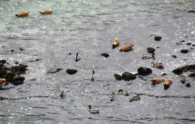 Elazığ’da 58 Binden Fazla Su Kuşu Tespit Edildi