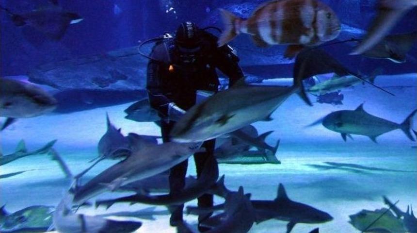 Dalgıçlar Köpek Balıklarını Elleriyle Besliyor