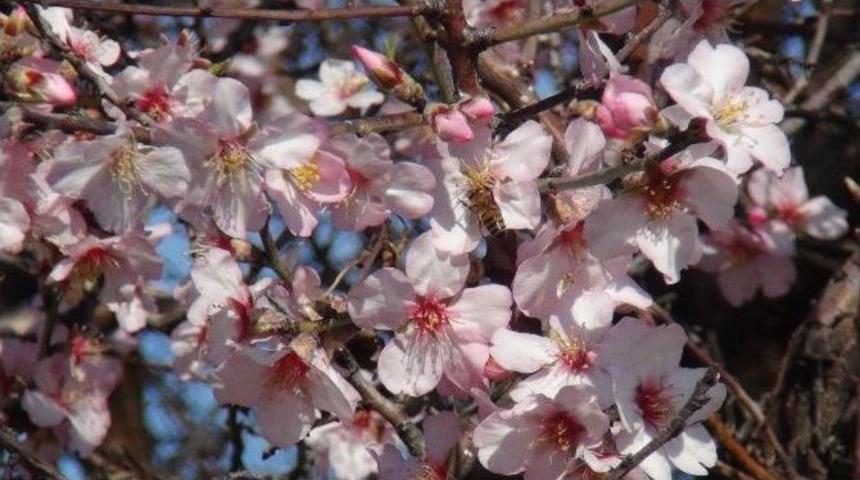 Antalya&rsquo;da Bahar Habercisi Bademler &Ccedil;i&ccedil;ek A&ccedil;tı