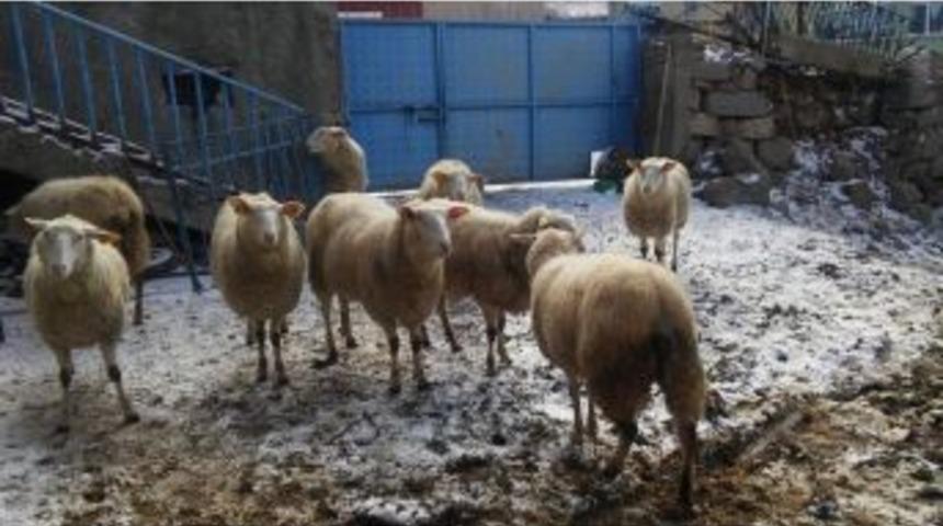 Mars Koyunu Merakı Almanya’dan Kırşehir’e Getirdi