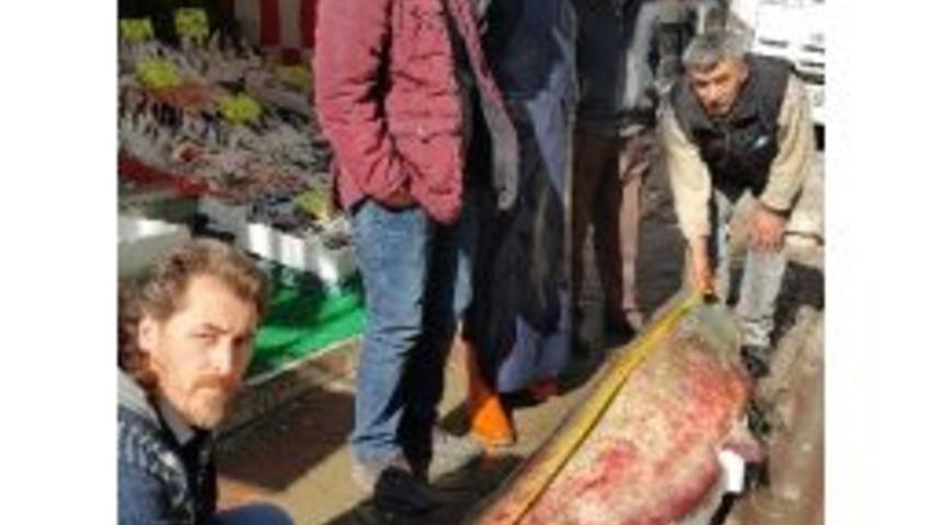 2.5 Metrelik Dev Yayın Balığı İlgi Odağı Oldu