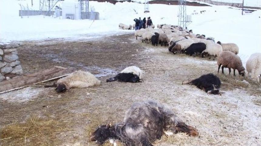 Başıboş K&ouml;pekler S&uuml;r&uuml;ye Daldı