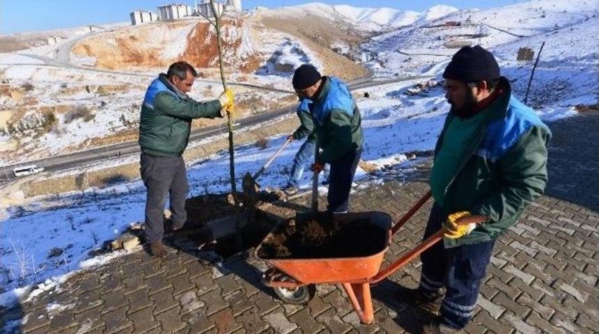 Cadde Ve Sokaklar Ağa&ccedil;landırılıyor