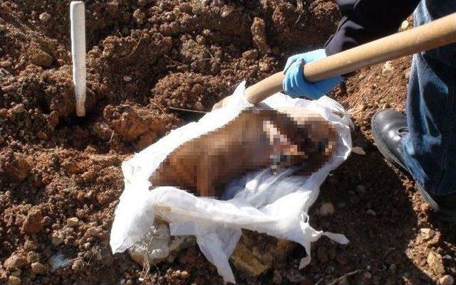 (özel Haber) Mezarlık Yanına Gömülen Köpek Yavrusu Polisi Alarma Geçirdi