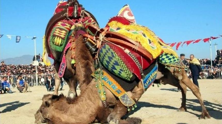 Aydın Devecilikle A&ccedil;ık Ara Lider