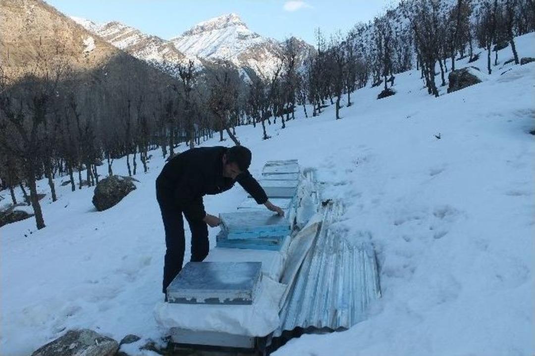 Soğuklara Dayanamayan Arılar Telef Oldu