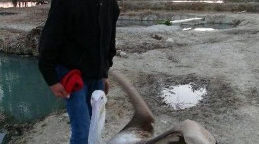 (&ouml;zel Haber) Pelikan &ldquo;turan&rdquo; İle Sahibinin Dostluğu Kıskandırıyor