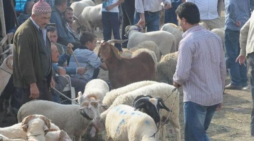 Şap Salgını Sona Erdi, İneg&ouml;l Hayvan Pazarı A&ccedil;ılıyor
