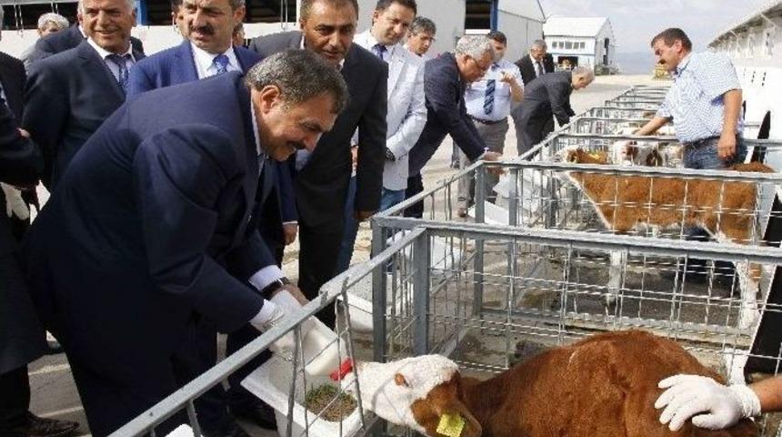 Hayvan Hakları İhlallerine 2015 Yılında 1 Milyon 250 Bin Liralık Ceza