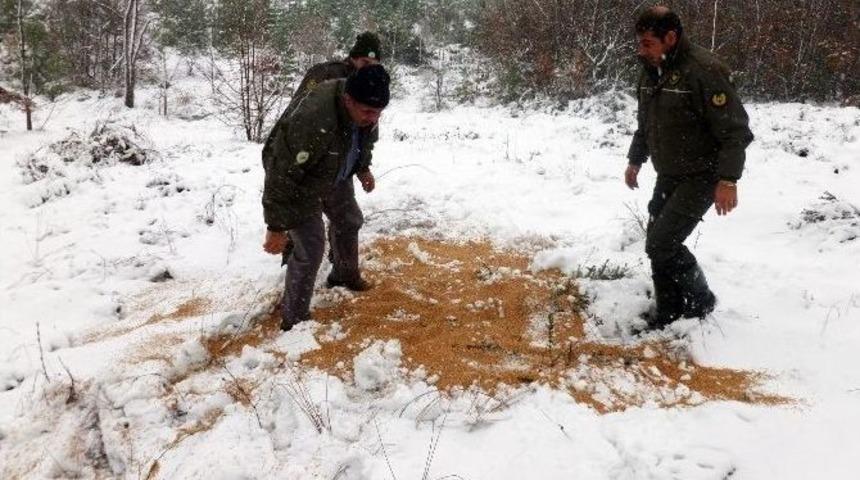 Yalova&rsquo;da Yaban Hayata Yem Desteği Aralıksız S&uuml;r&uuml;yor