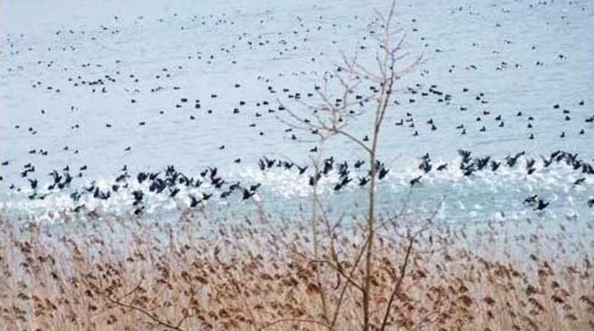 Sakarya&rsquo;da Su Kuşlarının Sayımı Yapıldı