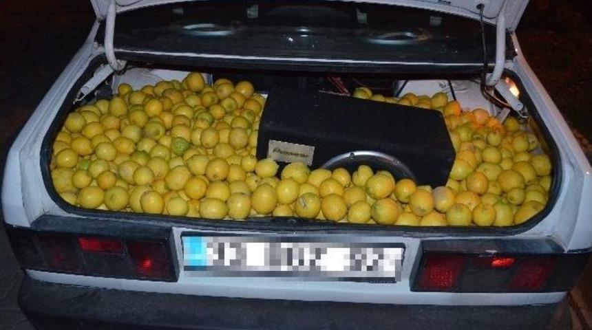Fiyatı Fırlayan Limona Hırsızlar Dadandı