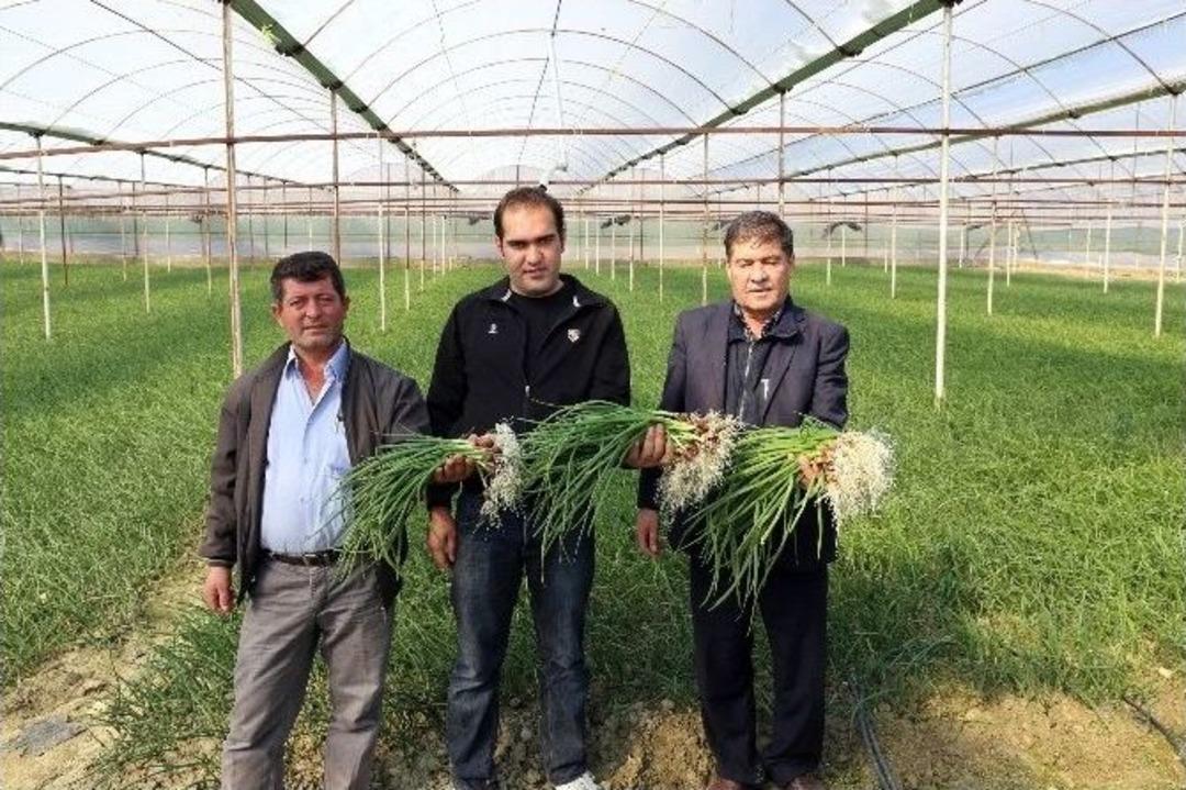 K&ouml;yl&uuml;ye Sera, Orman Teşkilatından