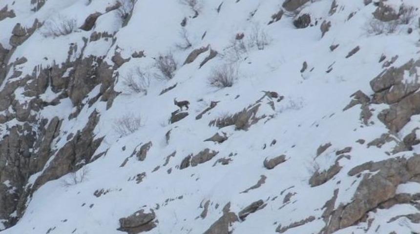 Kepenkler Açılmayınca Vatandaşlar Dağ Keçisi İzlemeye Gitti