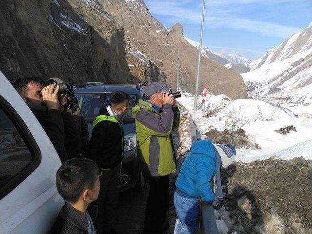 Kepenkler Açılmayınca Vatandaşlar Dağ Keçisi İzlemeye Gitti