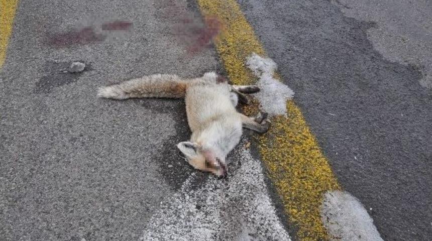 Sarıkamış&rsquo;ta Aracın &Ccedil;arptığı Tilki Telef Oldu