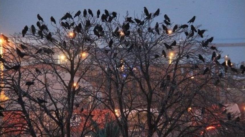 Anıt Park&rsquo;ta Karga İstilası