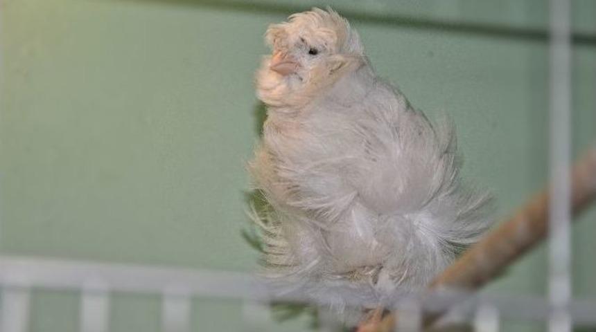 (&ouml;zel Haber) D&uuml;nya Kanarya Şampiyonasına T&uuml;rk Damgası