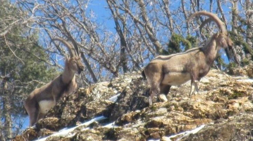 Karako&ccedil;an&rsquo;da Yaban Ke&ccedil;ileri İ&ccedil;in Saman Bırakıldı