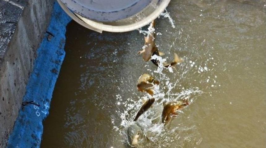 Expo 2016 G&ouml;leti&rsquo;ne 22 T&uuml;r Canlı Bırakıldı