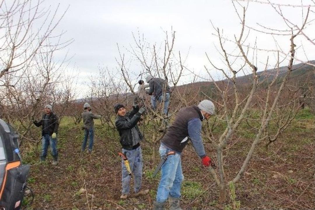 &Ccedil;erkeşli Gen&ccedil; &Ccedil;ift&ccedil;iler İmece Usulu Şeftali Ağa&ccedil;larında Budama Yaptılar