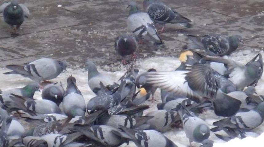 Duyarlı Vatandaşlardan Kuşlara Yem