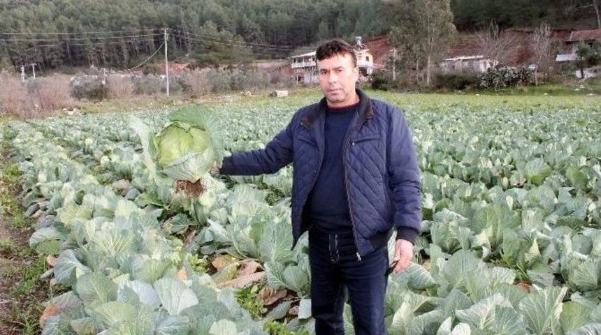 Antalya&rsquo;dan Fransa&rsquo;ya Lahana İhracatı