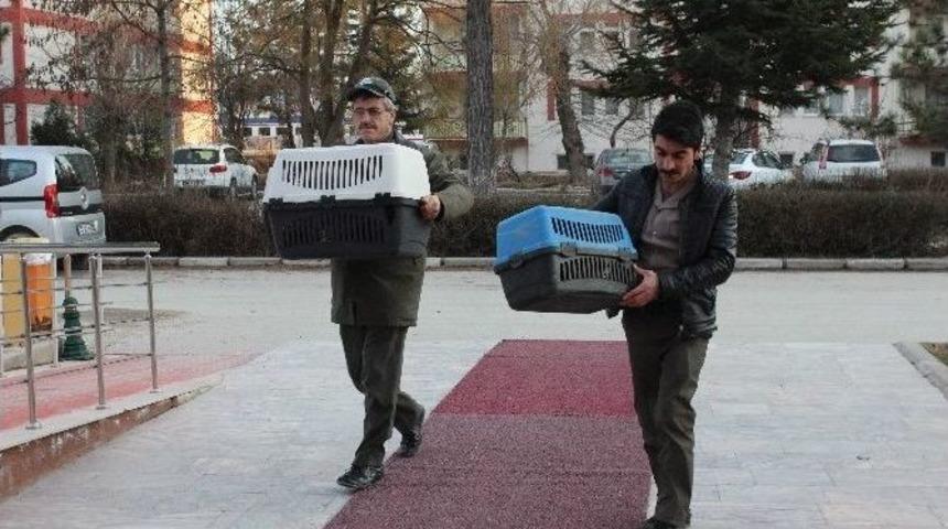(&ouml;zel Haber) Yaralı Bulunan Şahin Ve Kartal Emin Ellerde