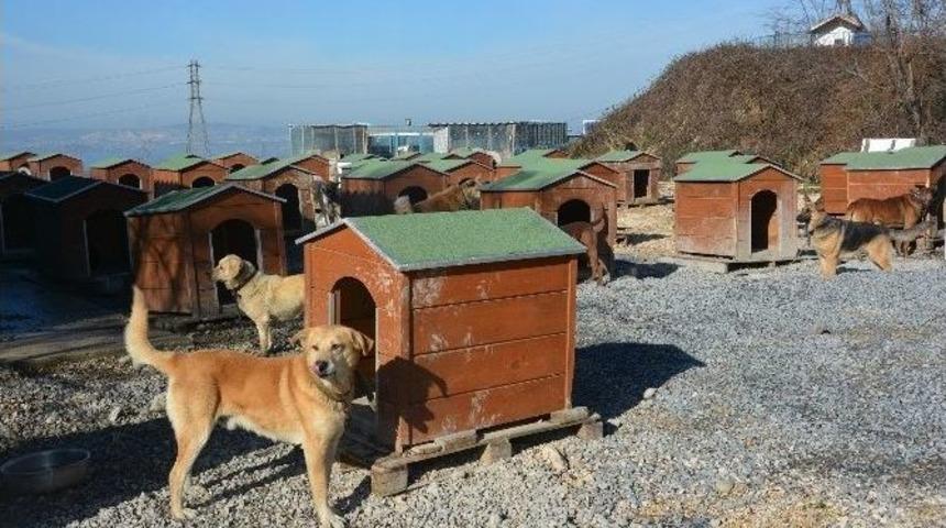 B&uuml;y&uuml;k&ccedil;ekmece&rsquo;de &Ouml;rnek Barınak