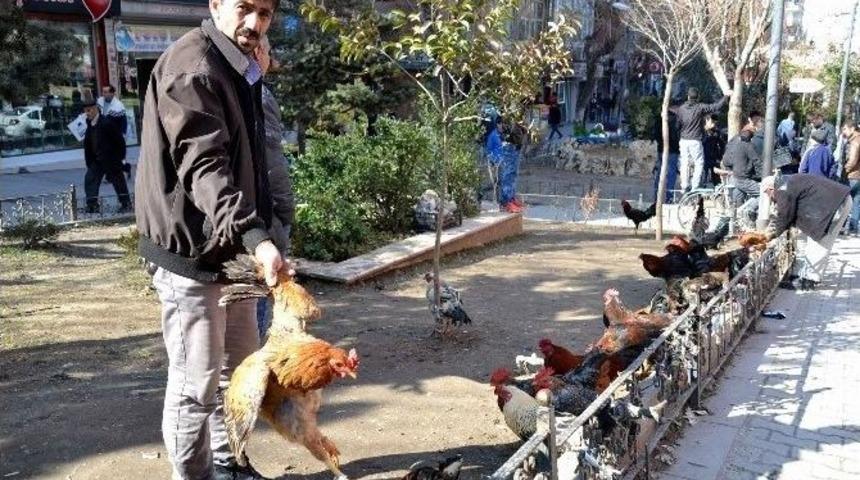 Siirt&rsquo;te Kanatlı K&uuml;mes Hayvanlarına Rağbet Artıyor