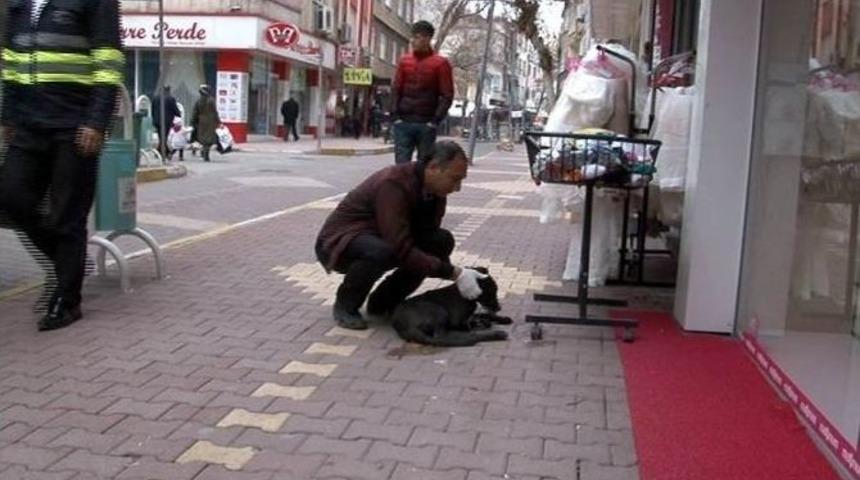Yaralı K&ouml;peğe Belediye Sahip &Ccedil;ıktı