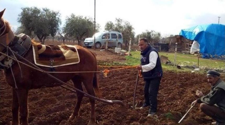 Kilis&rsquo;te Bazı &Ccedil;ift&ccedil;iler Halen Saban Ve At İle Tarla S&uuml;r&uuml;yorlar