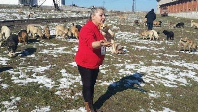 Hayvan Hakları Federasyon Başkan Yardımcısı Köpek Ölümlerini İncelemeye Geldi