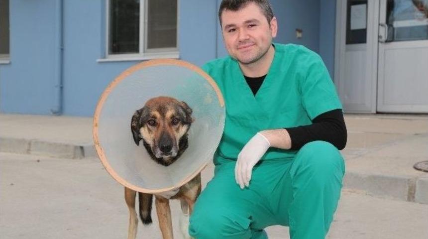 Denizli&rsquo;de Sokak K&ouml;peğine Doku Nakli Yapıldı