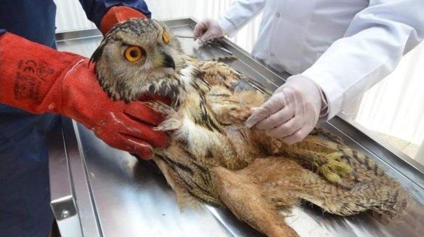 Yaralı Puhu Kuşuna Doku Nakli Yapıldı