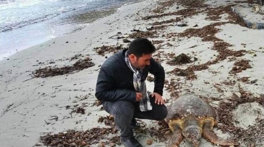 Kuşadası&rsquo;nda Caretta Caretta Sahile Vurdu