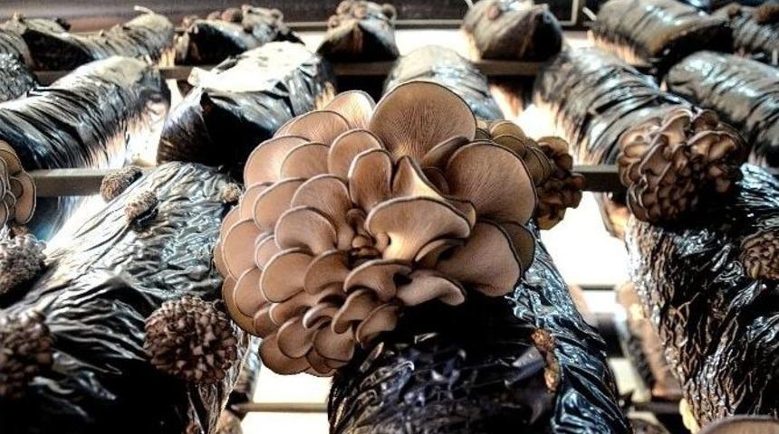 (&ouml;zel Haber) 10 Liralık Fiyatı İle Kırmızı Ete Rakip