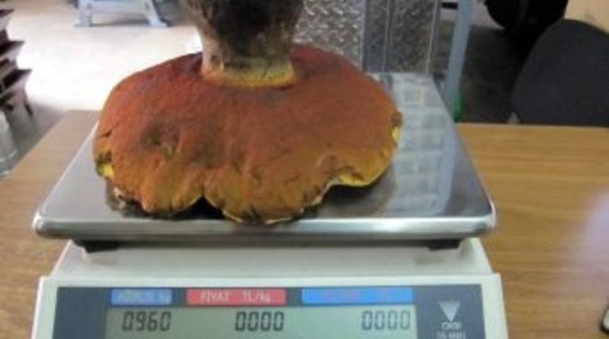 1 Kiloluluk Ayı Mantarı G&ouml;renleri Şaşırtıyor...