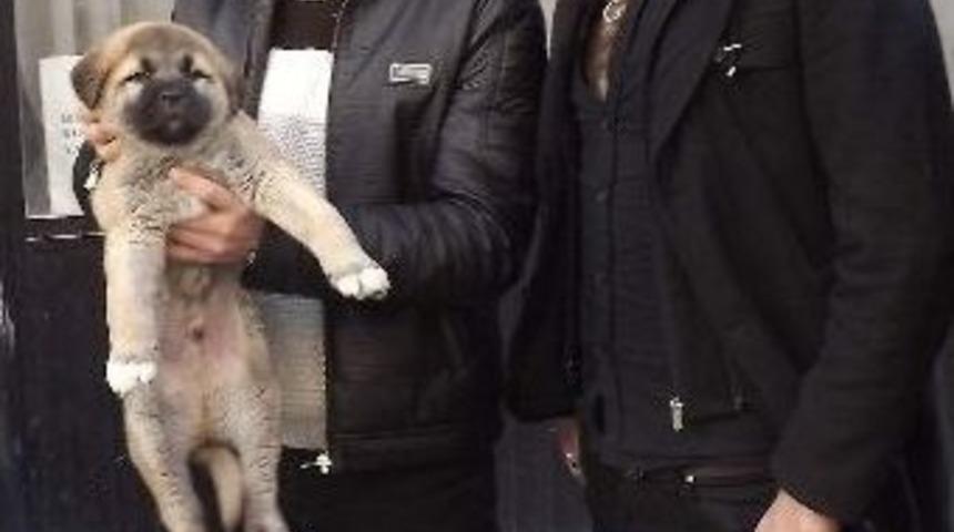 Yavrusunun Bile Fiyatı 4 Bin Lira