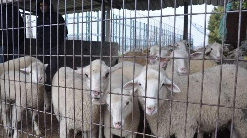 Şap Karantinası Sona Erdi, İneg&ouml;l Hayvan Pazarı Yeniden A&ccedil;ıldı