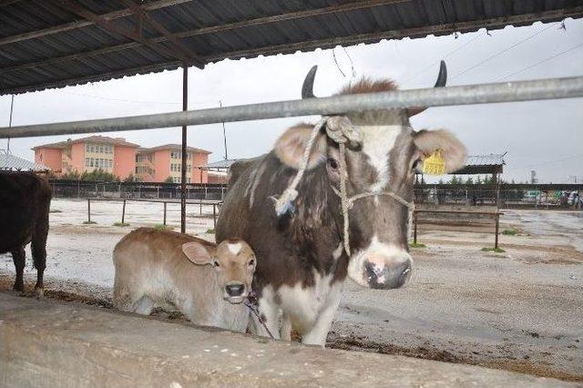 Şap Karantinası Sona Erdi, İnegöl Hayvan Pazarı Yeniden Açıldı