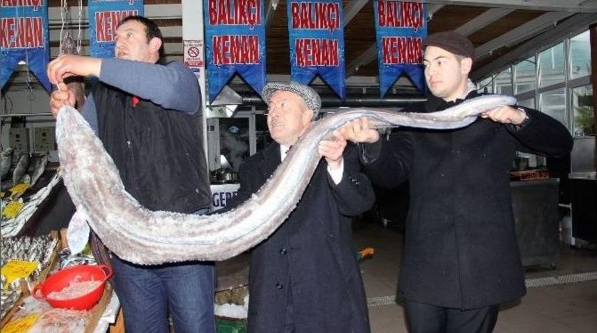 Yakalanan Dev Kılı&ccedil; Balığı Ekmek Arası &Uuml;cretsiz Dağıtılacak